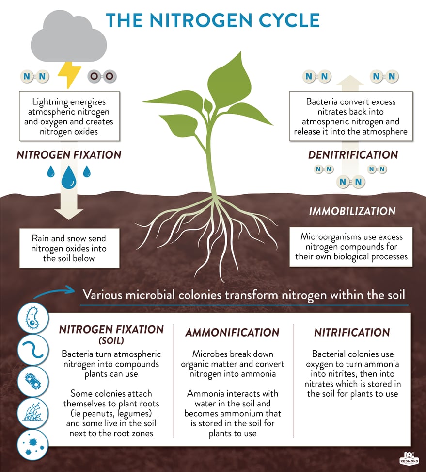 Plants And The Nitrogen Cycle 